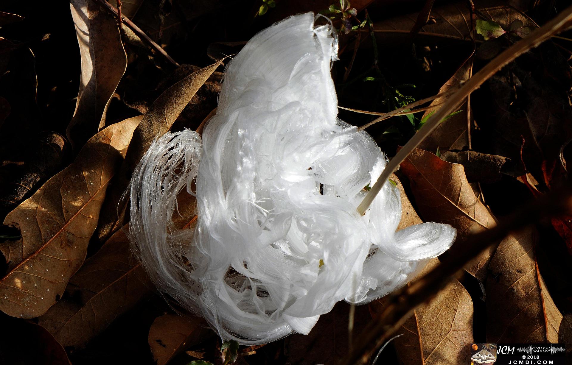 Ice Flowers at Old Hickory Lake, TN